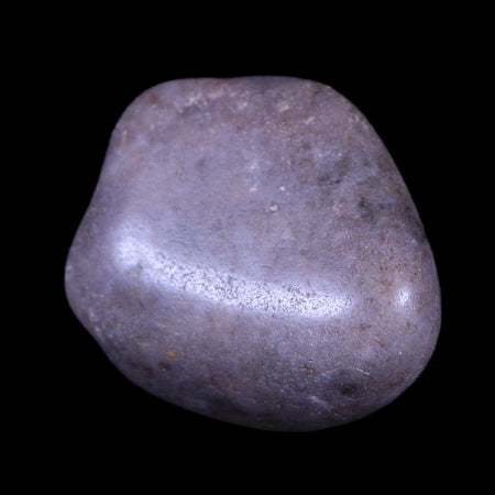 1" Sauropod Dinosaur Stomach Stone Gastrolith Rock Gizzard Stone COA