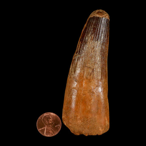 XL 3.8" Spinosaurus Fossil Tooth 100 Million Years Old Cretaceous Dinosaur COA - Fossil Age Minerals