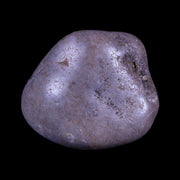 1" Sauropod Dinosaur Stomach Stone Gastrolith Rock Gizzard Stone COA
