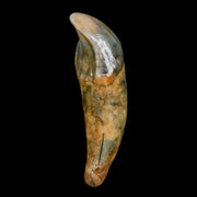 1.7" Extinct Cave Bear Ursus Spelaeus Incisor Tooth Rooted Pleistocene Age COA, Stand