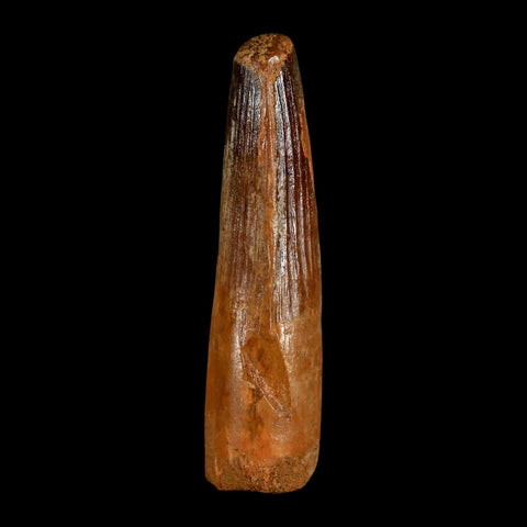 XL 3.8" Spinosaurus Fossil Tooth 100 Million Years Old Cretaceous Dinosaur COA - Fossil Age Minerals