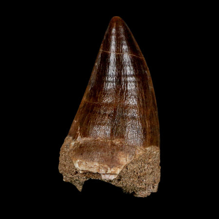 XL 2.2" Mosasaur Prognathodon Fossil Tooth Cretaceous Dinosaur Era COA & Stand