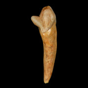 1.8" Extinct Cave Bear Ursus Spelaeus Incisor Tooth Rooted Pleistocene Age COA, Stand
