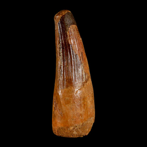 XL 3.8" Spinosaurus Fossil Tooth 100 Million Years Old Cretaceous Dinosaur COA - Fossil Age Minerals