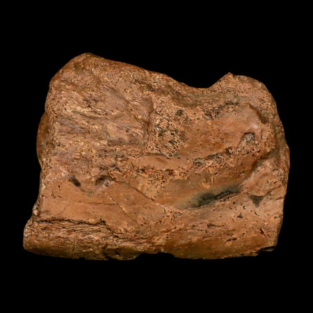 4.5" Ichthyosaurus Fossil Bone Section Dorset England Jurassic Marine Reptile COA