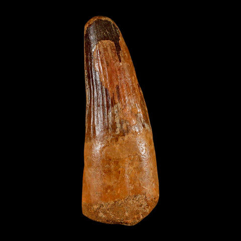 XL 3.8" Spinosaurus Fossil Tooth 100 Million Years Old Cretaceous Dinosaur COA - Fossil Age Minerals