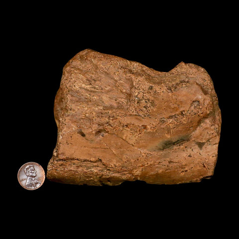 4.5" Ichthyosaurus Fossil Bone Section Dorset England Jurassic Marine Reptile COA