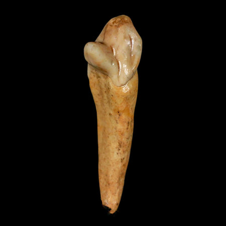 1.8" Extinct Cave Bear Ursus Spelaeus Incisor Tooth Rooted Pleistocene Age COA, Stand