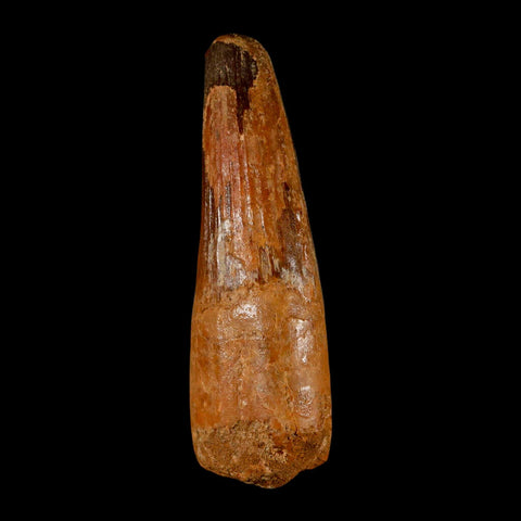 XL 3.8" Spinosaurus Fossil Tooth 100 Million Years Old Cretaceous Dinosaur COA - Fossil Age Minerals