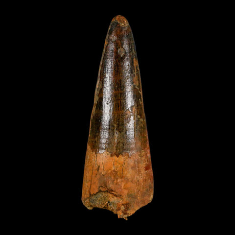 XL 3.2" Spinosaurus Fossil Tooth 100 Million Years Old Cretaceous Dinosaur COA - Fossil Age Minerals