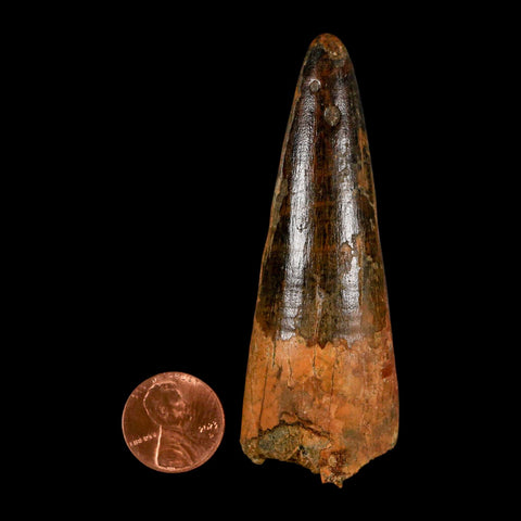 XL 3.2" Spinosaurus Fossil Tooth 100 Million Years Old Cretaceous Dinosaur COA - Fossil Age Minerals