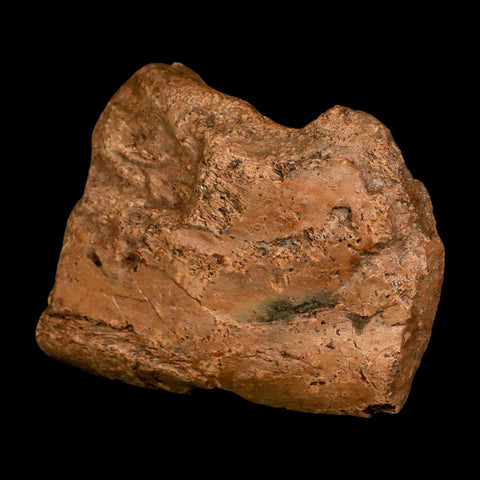 4.5" Ichthyosaurus Fossil Bone Section Dorset England Jurassic Marine Reptile COA