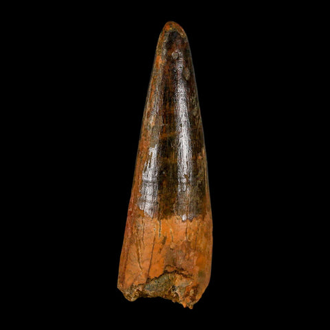 XL 3.2" Spinosaurus Fossil Tooth 100 Million Years Old Cretaceous Dinosaur COA - Fossil Age Minerals