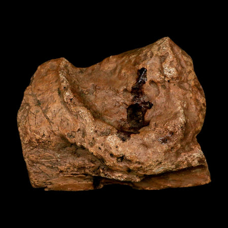 4.5" Ichthyosaurus Fossil Bone Section Dorset England Jurassic Marine Reptile COA
