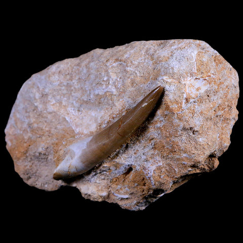 XL 2.3" Plesiosaur Zarafasaura Tooth Fossil In Matrix Cretaceous Dinosaur Era COA - Fossil Age Minerals