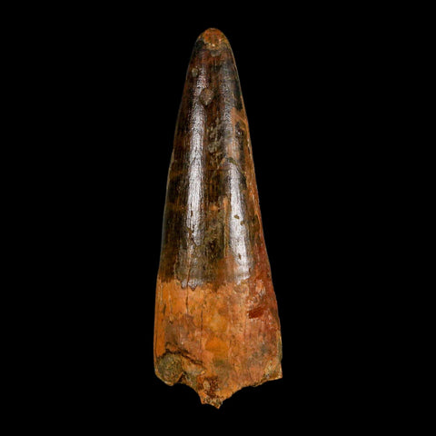 XL 3.2" Spinosaurus Fossil Tooth 100 Million Years Old Cretaceous Dinosaur COA - Fossil Age Minerals
