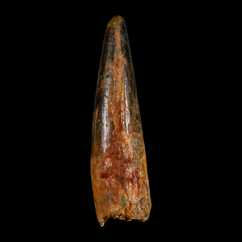 XL 3.2" Spinosaurus Fossil Tooth 100 Million Years Old Cretaceous Dinosaur COA - Fossil Age Minerals
