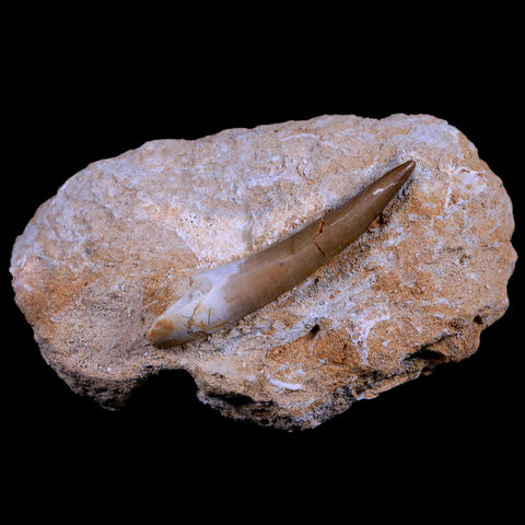 XL 2.3" Plesiosaur Zarafasaura Tooth Fossil In Matrix Cretaceous Dinosaur Era COA - Fossil Age Minerals