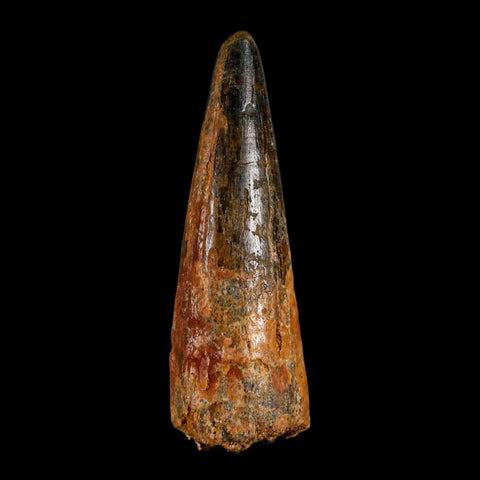 XL 3.2" Spinosaurus Fossil Tooth 100 Million Years Old Cretaceous Dinosaur COA - Fossil Age Minerals