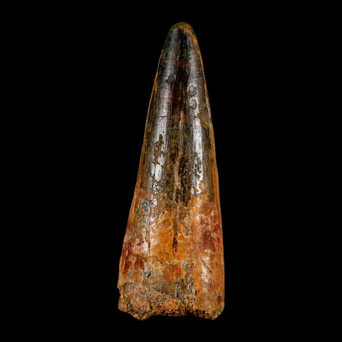 XL 3.2" Spinosaurus Fossil Tooth 100 Million Years Old Cretaceous Dinosaur COA - Fossil Age Minerals