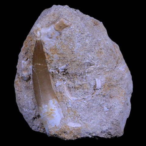 XL 2.3" Plesiosaur Zarafasaura Tooth Fossil In Matrix Cretaceous Dinosaur Era COA - Fossil Age Minerals