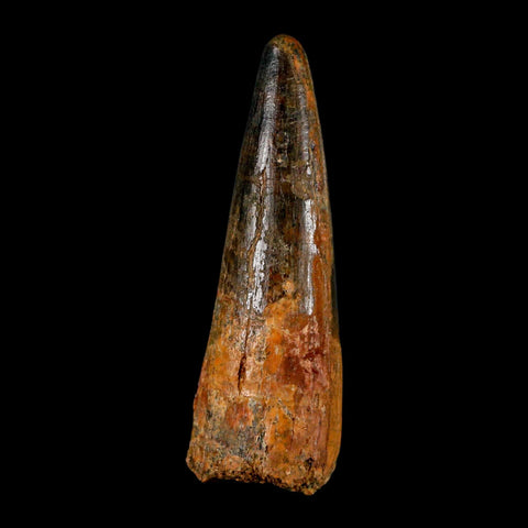 XL 3.2" Spinosaurus Fossil Tooth 100 Million Years Old Cretaceous Dinosaur COA - Fossil Age Minerals