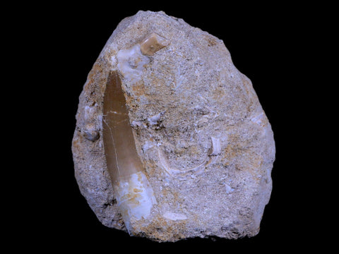 XL 2.3" Plesiosaur Zarafasaura Tooth Fossil In Matrix Cretaceous Dinosaur Era COA - Fossil Age Minerals