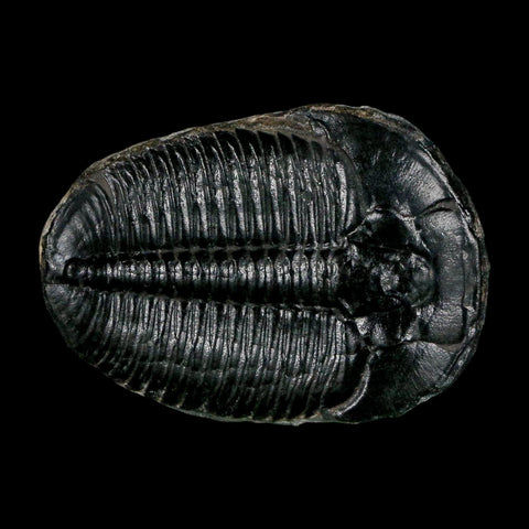 1.5" Elrathia Kingi Trilobite Fossil Utah Cambrian Age 521 Million Years Old COA