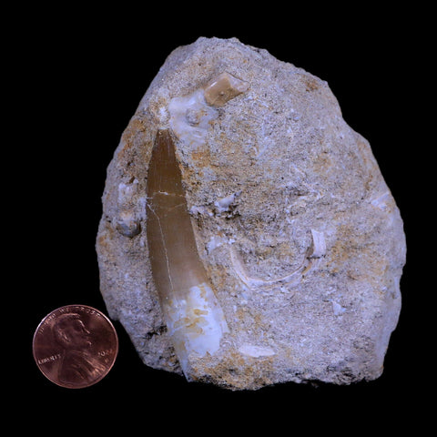 XL 2.3" Plesiosaur Zarafasaura Tooth Fossil In Matrix Cretaceous Dinosaur Era COA - Fossil Age Minerals