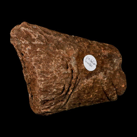 5.3" Ichthyosaurus Fossil Jaw Bone With Bite Marks Dorset England Jurassic Reptile COA
