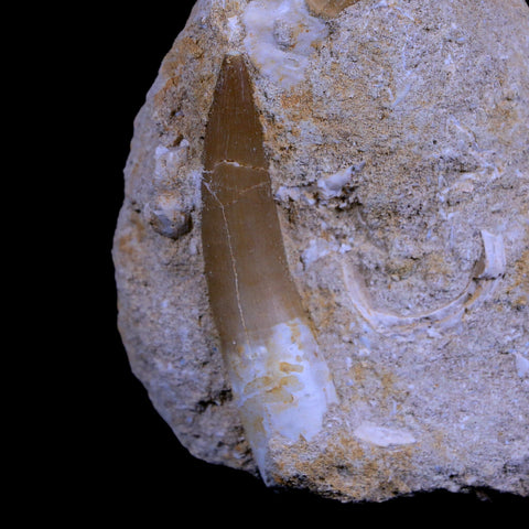 XL 2.3" Plesiosaur Zarafasaura Tooth Fossil In Matrix Cretaceous Dinosaur Era COA - Fossil Age Minerals