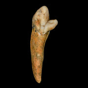 1.8" Extinct Cave Bear Ursus Spelaeus Incisor Tooth Rooted Pleistocene Age COA, Stand