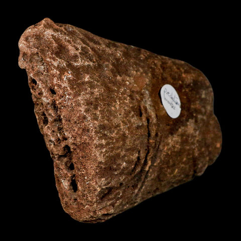 5.3" Ichthyosaurus Fossil Jaw Bone With Bite Marks Dorset England Jurassic Reptile COA