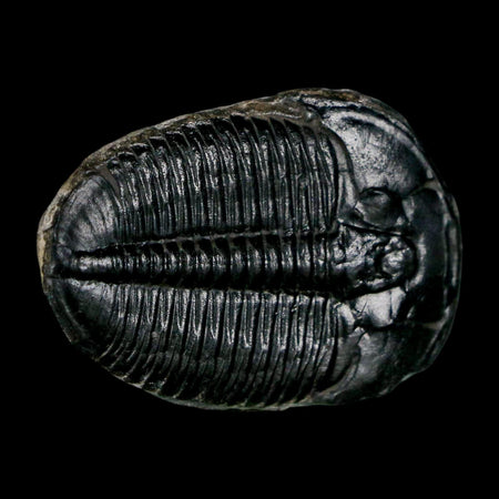 1.5" Elrathia Kingi Trilobite Fossil Utah Cambrian Age 521 Million Years Old COA