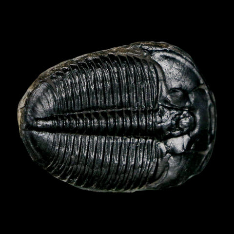 1.5" Elrathia Kingi Trilobite Fossil Utah Cambrian Age 521 Million Years Old COA