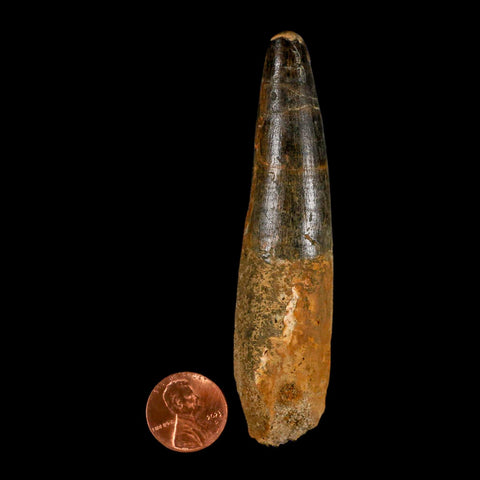 XL 3.8" Spinosaurus Fossil Tooth 100 Million Years Old Cretaceous Dinosaur COA - Fossil Age Minerals