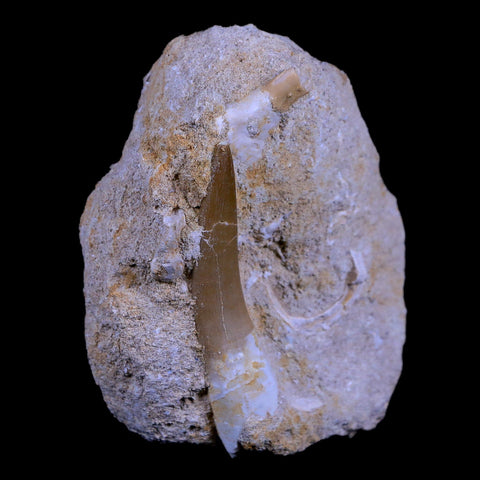XL 2.3" Plesiosaur Zarafasaura Tooth Fossil In Matrix Cretaceous Dinosaur Era COA - Fossil Age Minerals