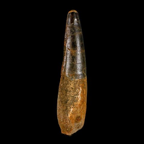 XL 3.8" Spinosaurus Fossil Tooth 100 Million Years Old Cretaceous Dinosaur COA - Fossil Age Minerals