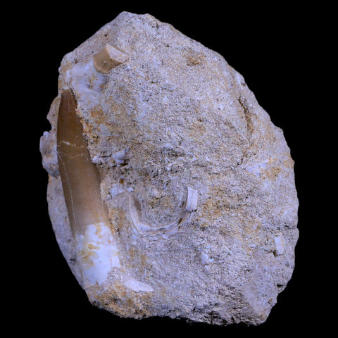 XL 2.3" Plesiosaur Zarafasaura Tooth Fossil In Matrix Cretaceous Dinosaur Era COA - Fossil Age Minerals