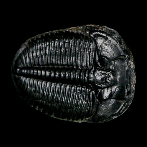 1.5" Elrathia Kingi Trilobite Fossil Utah Cambrian Age 521 Million Years Old COA