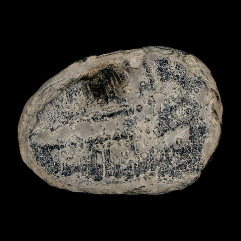 1.5" Elrathia Kingi Trilobite Fossil Utah Cambrian Age 521 Million Years Old COA