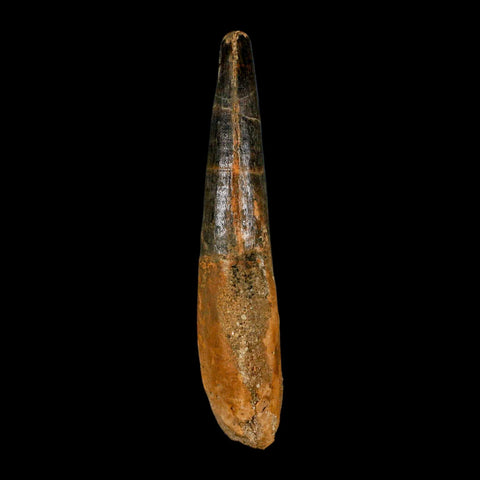 XL 3.8" Spinosaurus Fossil Tooth 100 Million Years Old Cretaceous Dinosaur COA - Fossil Age Minerals