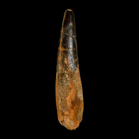 XL 3.8" Spinosaurus Fossil Tooth 100 Million Years Old Cretaceous Dinosaur COA - Fossil Age Minerals