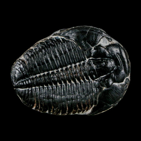 1.5" Elrathia Kingi Trilobite Fossil Utah Cambrian Age 521 Million Years Old COA