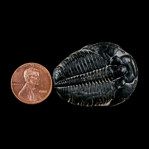 1.5" Elrathia Kingi Trilobite Fossil Utah Cambrian Age 521 Million Years Old COA