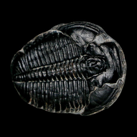 1.5" Elrathia Kingi Trilobite Fossil Utah Cambrian Age 521 Million Years Old COA