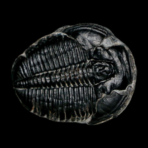 1.5" Elrathia Kingi Trilobite Fossil Utah Cambrian Age 521 Million Years Old COA