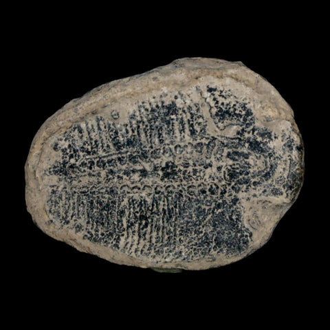 1.5" Elrathia Kingi Trilobite Fossil Utah Cambrian Age 521 Million Years Old COA