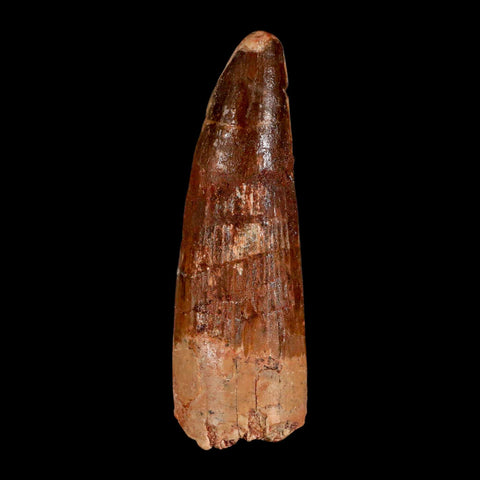 XL 3.3" Spinosaurus Fossil Tooth 100 Million Years Old Cretaceous Dinosaur COA - Fossil Age Minerals