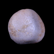 1.1" Sauropod Dinosaur Stomach Stone Gastrolith Rock Gizzard Stone COA